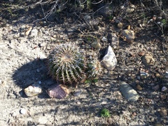 Ferocactus viridescens