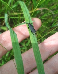 Ropalopus macropus