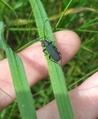 Ropalopus macropus