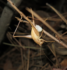 Idionotus siskiyou