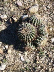 Ferocactus viridescens