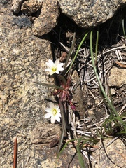Lewisia triphylla
