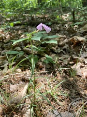 Phlox buckleyi