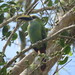 Wagler's Toucanet - Photo (c) Gary Abner Garcia-Garcia, some rights reserved (CC BY-SA), uploaded by Gary Abner Garcia-Garcia