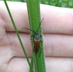 Pedostrangalia pubescens