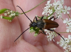 Pedostrangalia pubescens