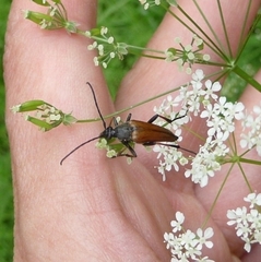 Pedostrangalia pubescens