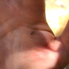 Salticus peckhamae