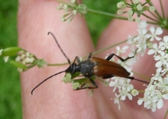 Pedostrangalia pubescens