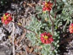 Eriogonum caespitosum