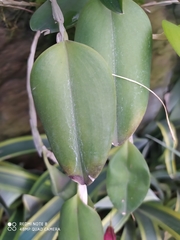 Restrepia
