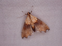 Agrotera nemoralis