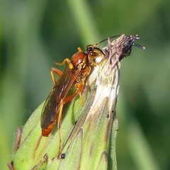 Labeninae