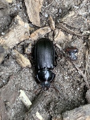 Platycerus depressus