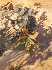 Aloe perfoliata
