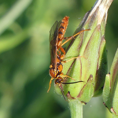 Labeninae
