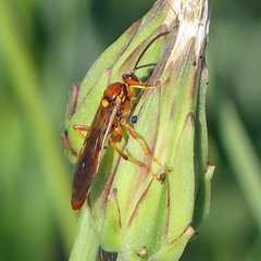 Labeninae