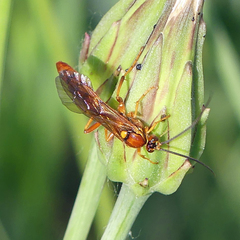 Labeninae