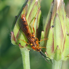 Labeninae