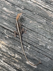 Anolis sagrei