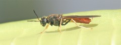 Hermetia relicta