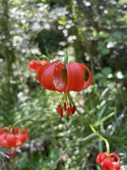 Lilium pomponium