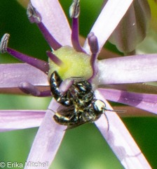 Hylaeus annulatus