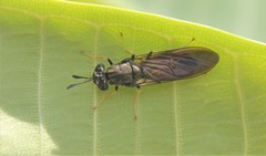 Hermetia relicta