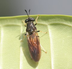 Hermetia relicta