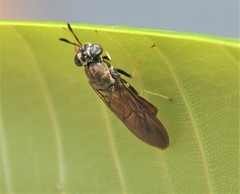 Hermetia relicta