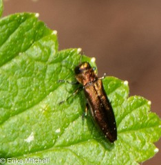Agrilus ribesi