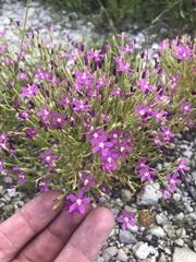 Zeltnera beyrichii