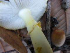 Amanita augusta image