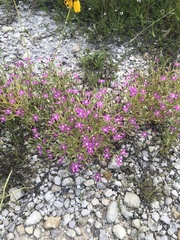 Zeltnera beyrichii