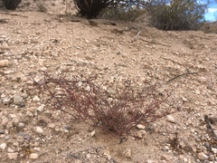 Eriogonum rotundifolium
