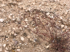 Eriogonum rotundifolium