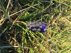 Muscari neglectum