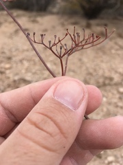 Eriogonum rotundifolium