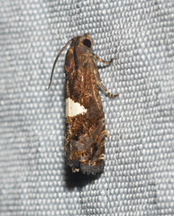 Epiblema gibsoni