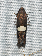Epiblema gibsoni