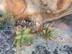Aloe perfoliata