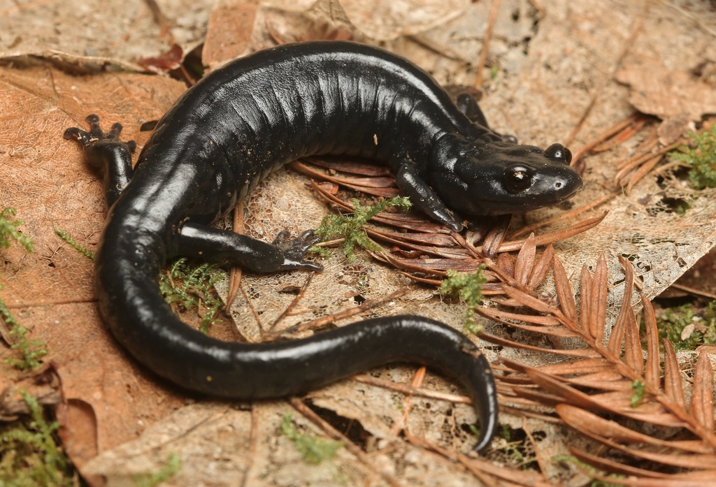 Santa Cruz Black Salamander