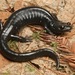 Santa Cruz Black Salamander - Photo (c) Zach Lim, some rights reserved (CC BY-NC), uploaded by Zach Lim