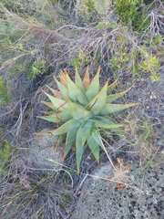 Aloe perfoliata