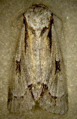 Acronicta quadrata