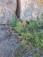 Aloe perfoliata