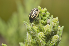 Zygogramma malvae