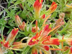 Castilleja moranensis