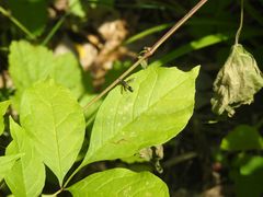 Physocephala marginata
