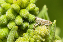 Cylindrocopturus